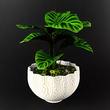 Stunning Calathea Zebrina: Perfect for Any Decor 3D model image 1 