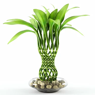 Lucky Bamboo: Dracaena Sanderiana | 510mm Height 3D model image 1 