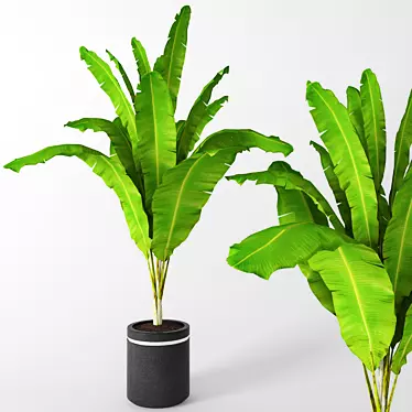 Tropical Bliss: Banana Palm 3D model image 1 