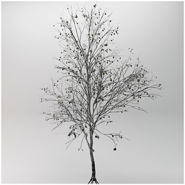 Winter Beauty Betula Tree 3D model image 1 