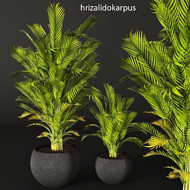 Tropical Beauty: Areca Palm 3D model image 1 