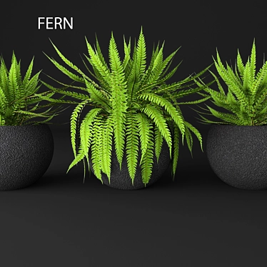 Elegant Fern Duo 3D model image 1 