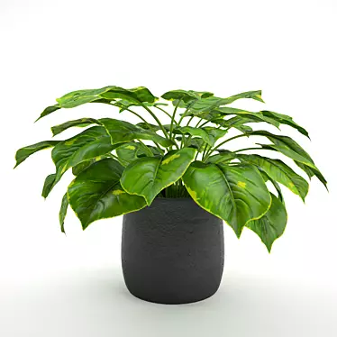 Lush Green Philodendron: A Stunning Evergreen Houseplant 3D model image 1 