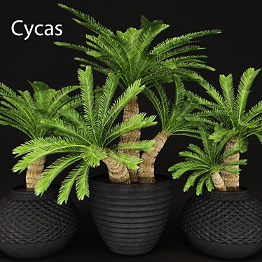 Tropical Charm: Cycas Palm Set 3D model image 1 