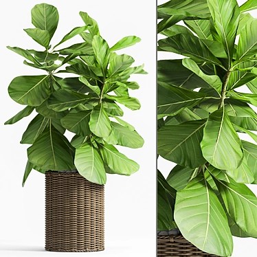 Lush Ficus Lyrata Palm: 2010-2012 Variant 3D model image 1 