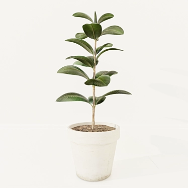 Concrete Pot Ficus 3D model image 1 