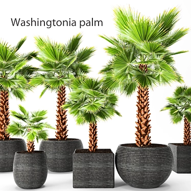  Washingtonia Palm Set. Brahea edulis. 3D model image 1 