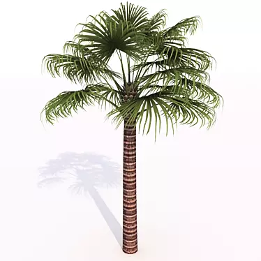 500 Frames Animated Palm Tree 3D model image 1 