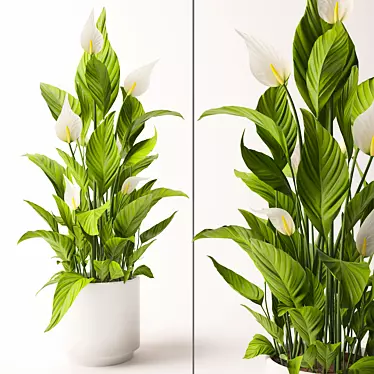 Elegant Spathiphyllum Plant Model 3D model image 1 