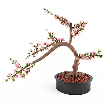 Cherry Blossom Bonsai Tree 3D model image 1 