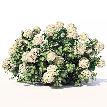 Elegant Hydrangea Blooms 3D model image 1 