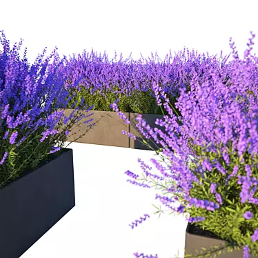Lavender Cube Set 3D model image 1 