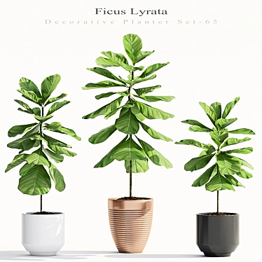 Ficus Lyrata: Stunning Indoor Decor 3D model image 1 