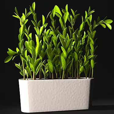 Zamioculcas: Highly Detailed Model 3D model image 1 