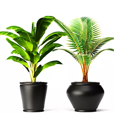 Tropical Paradise: Banana Coconut Palm 3D model image 1 