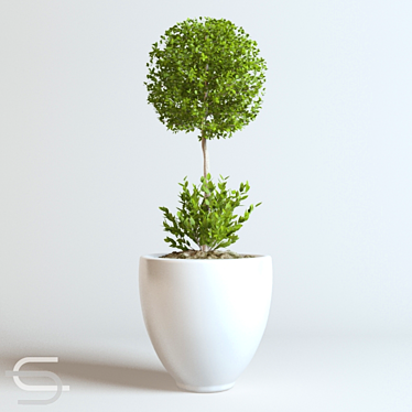 Stylish Indoor Plant CEDE 3D model image 1 