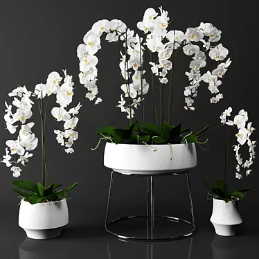 Elegant Phalaenopsis Orchid Set 3D model image 1 