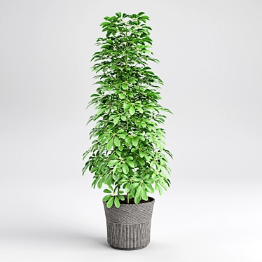 Houseplant Verdun Green