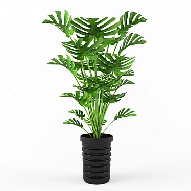 Elegant Monstera Deliciosa 3D model image 1 