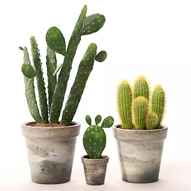 Realistic Cactus Set 3D model image 1 