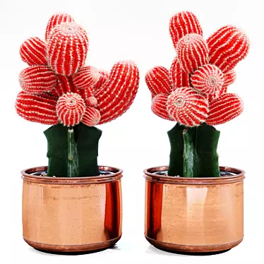 Pristine Corona Red Cactus 3D model image 1 