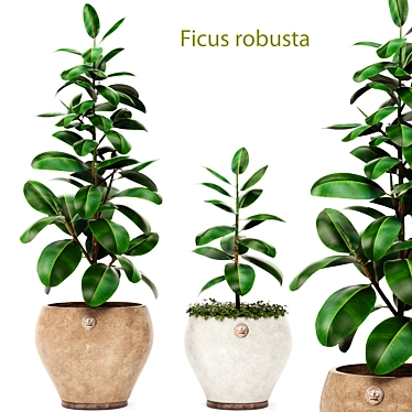 Ficus Robusta Bundle: Set of 2 3D model image 1 
