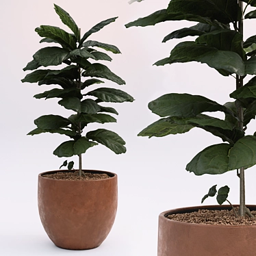 Tall Fiddle Leaf Fig: 40cm 3D model image 1 