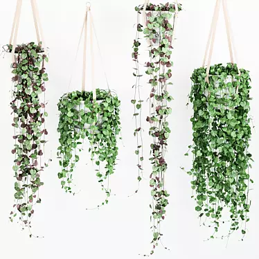 Ceropegia Hanging Plant: Variety Pack in Multiple Shapes & Colors 3D model image 1 