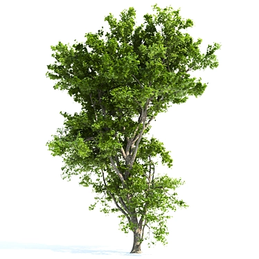 Blooming Beauty: High Poly Spring Tree 3D model image 1 