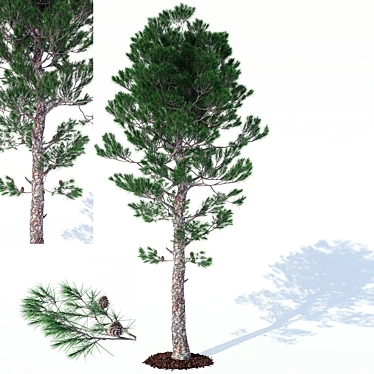 Pine Paradise: Cool and Humid 3D model image 1 