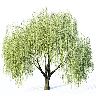 Elegant Willow Tree Sculpture 3D model image 1 