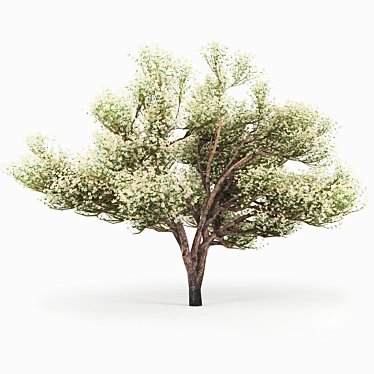 Blossoming Apple Tree 3D model image 1 