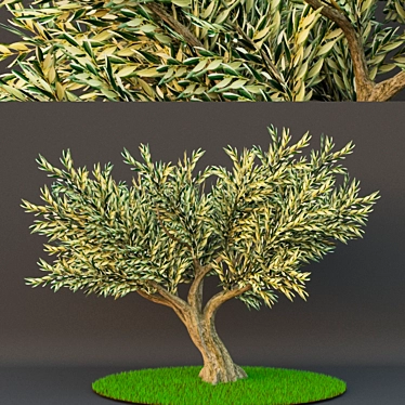 Olive Tree