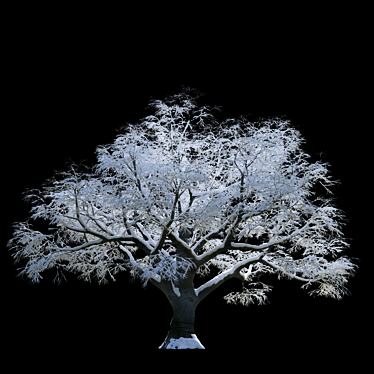 Snow Beech Tree: Winter Wonderland 3D model image 1 