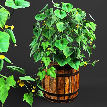  Barrel Bush Cucumber 3D model image 1 