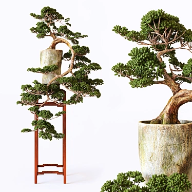Elegant Bonsai Tree for Home Decor 3D model image 1 
