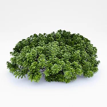 Botanically accurate Pittosporum model 3D model image 1 