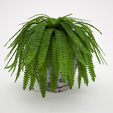 Boston fern