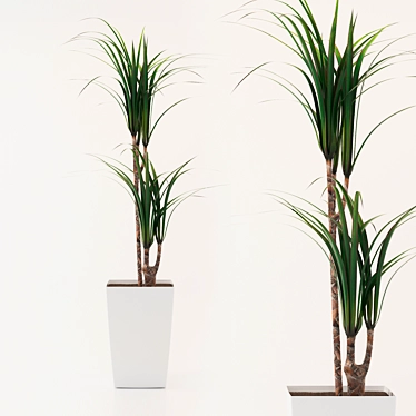 Dracaena in a pot