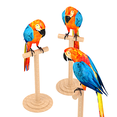 Feathered Beauty: Macaw 3D model image 1 