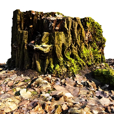 Mossy Beech Trunk: Forest Litter Sculpture 3D model image 1 