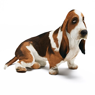 Realistic Basset Hound 3D Model 3D model image 1 