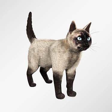 Siamese cat