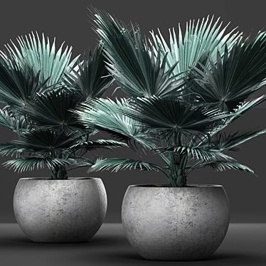 Blue Majesty Palm 3D model image 1 