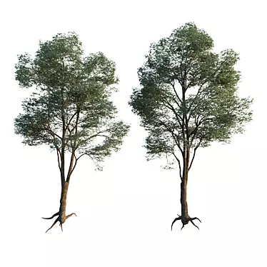 Architectural Tree Model - Perfect for Visualization 3D model image 1 