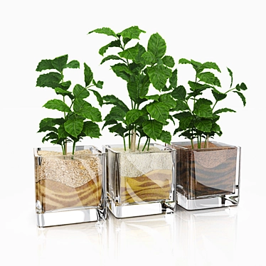 Shoots coffee tree in glass pots