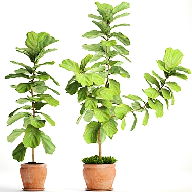 Ficus Lyrata Collection: Exquisite Greenery 3D model image 1 