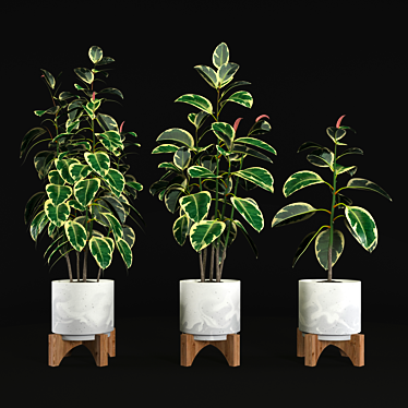 Variegated Ficus Elastica: Stunning Tree for Interiors 3D model image 1 