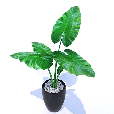 Exotic Alocasia Plant: Tropical Elegance 3D model image 1 