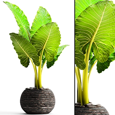 Tropical Elegance: Alocasia Plant 3D model image 1 